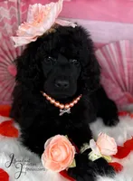 Pumpkin Pie, a female Poodle - Standard  for sale in Sarcoxie, MO – Photo 4 of 8