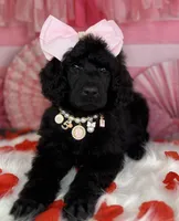 Pumpkin Pie, a female Poodle - Standard  for sale in Sarcoxie, MO – Photo 5 of 8