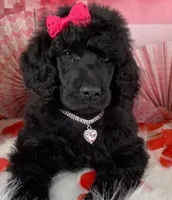 Pumpkin Pie, a female Poodle - Standard  for sale in Sarcoxie, MO – Photo 2 of 8