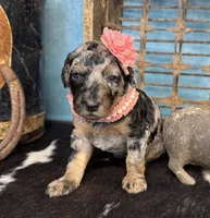 Wednesday, a female Poodle - Standard  for sale in Sarcoxie, MO – 7 of 10