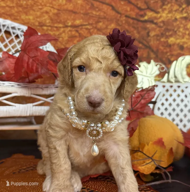 Morticia – Poodle - Multi-Colored Standard puppy for sale in Sarcoxie, MO