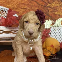 Morticia, a female Poodle - Multi-Colored Standard for sale in Sarcoxie, MO – 1 of 8