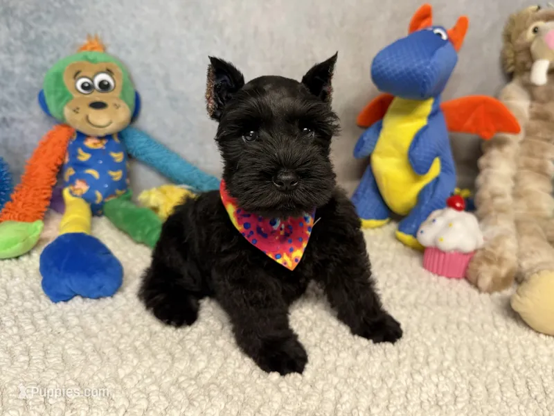 Lady Wigglebottom – Miniature Schnauzer puppy for sale in Sarcoxie, MO