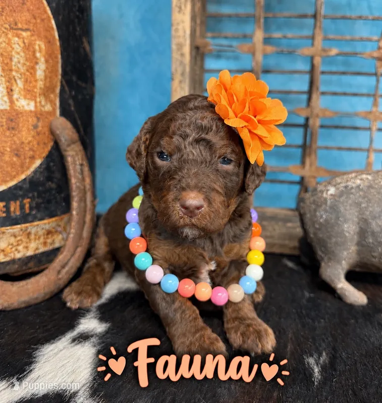 Fauna, a female Poodle - Multi-Colored Standard for sale in Sarcoxie, MO – 1 of 10