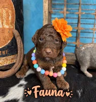 Fauna, a female Poodle - Multi-Colored Standard for sale in Sarcoxie, MO – 1 of 10