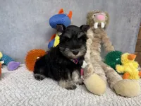 Sir Sniffs A Lot, a male Miniature Schnauzer for sale in Sarcoxie, MO – 8 of 9