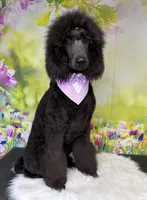 Bean, a male Poodle - Standard  for sale in Sarcoxie, MO – Photo 5 of 7