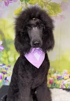 Bean, a male Poodle - Standard  for sale in Sarcoxie, MO – Photo 7 of 7