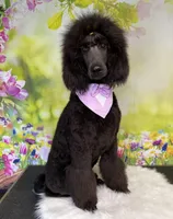 Bean, a male Poodle - Standard  for sale in Sarcoxie, MO – Photo 6 of 7