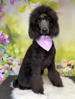 Bean, a male Poodle - Standard  for sale in Sarcoxie, MO – Photo 3 of 7