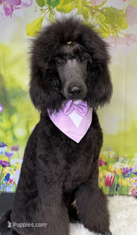 Bean, a male Poodle - Standard  for sale in Sarcoxie, MO – Photo 1 of 7