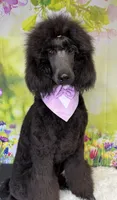 Bean, a male Poodle - Standard  for sale in Sarcoxie, MO – Photo 1 of 7