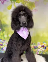 Bean, a male Poodle - Standard  for sale in Sarcoxie, MO – Photo 2 of 7