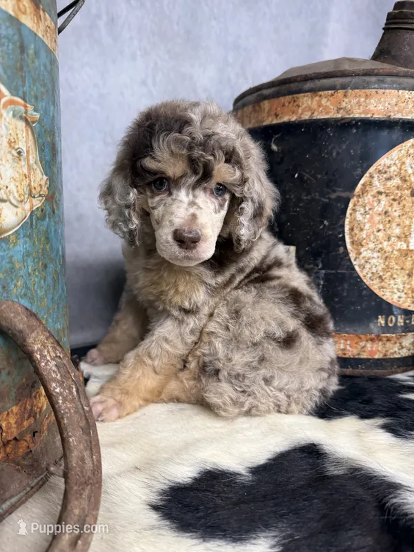 Riff – Poodle - Multi-Colored Standard puppy for sale in Sarcoxie, MO