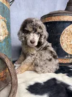 Riff, a male Poodle - Multi-Colored Standard for sale in Sarcoxie, MO – 1 of 8