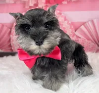 Porthos, a male Miniature Schnauzer for sale in Sarcoxie, MO – Photo 3 of 10