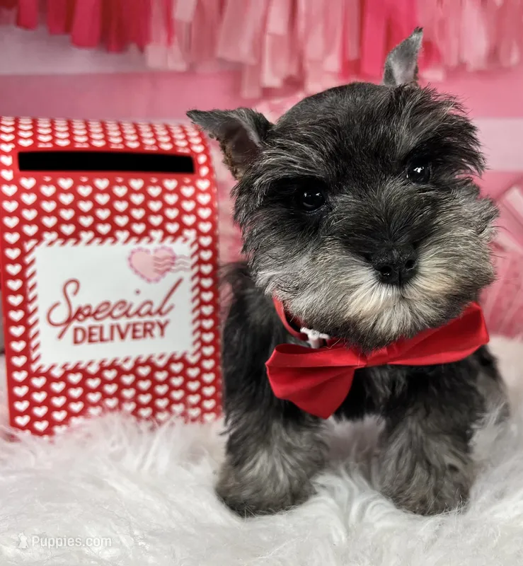 Porthos, a male Miniature Schnauzer for sale in Sarcoxie, MO – Photo 1 of 10