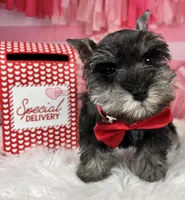 Porthos, a male Miniature Schnauzer for sale in Sarcoxie, MO – Photo 1 of 10