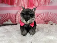 Porthos, a male Miniature Schnauzer for sale in Sarcoxie, MO – Photo 9 of 10