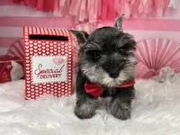 Porthos, a male Miniature Schnauzer for sale in Sarcoxie, MO – Photo 10 of 10