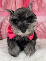 Porthos, a male Miniature Schnauzer for sale in Sarcoxie, MO – Photo 4 of 10