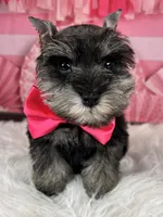 Porthos, a male Miniature Schnauzer for sale in Sarcoxie, MO – Photo 6 of 10
