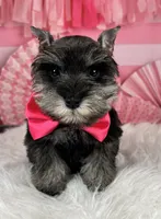 Porthos, a male Miniature Schnauzer for sale in Sarcoxie, MO – Photo 5 of 10