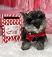 Porthos, a male Miniature Schnauzer for sale in Sarcoxie, MO – Photo 7 of 10
