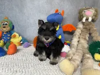 Sir Sniffs A Lot, a male Miniature Schnauzer for sale in Sarcoxie, MO – 4 of 9