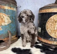 Disco, a male Poodle - Multi-Colored Standard for sale in Sarcoxie, MO – 3 of 8