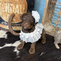 Fauna, a female Poodle - Multi-Colored Standard for sale in Sarcoxie, MO – 9 of 10