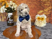 Ovation, a male Poodle - Standard  for sale in Sarcoxie, MO – 8 of 10