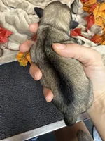 Liesel, a female Miniature Schnauzer for sale in Sarcoxie, MO – 7 of 10