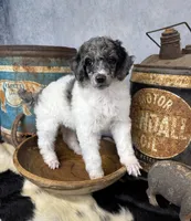 Groovy, a male Poodle - Multi-Colored Standard for sale in Sarcoxie, MO – 7 of 8