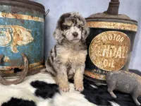 Riff, a male Poodle - Multi-Colored Standard for sale in Sarcoxie, MO – 4 of 8