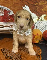 Morticia, a female Poodle - Multi-Colored Standard for sale in Sarcoxie, MO – 4 of 8