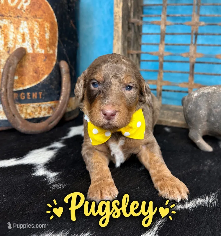 Pugsley, a male Poodle - Multi-Colored Standard for sale in Sarcoxie, MO – 1 of 10
