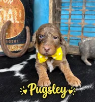 Pugsley, a male Poodle - Multi-Colored Standard for sale in Sarcoxie, MO – 1 of 10