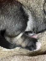 Otto, a male Miniature Schnauzer for sale in Sarcoxie, MO – 4 of 10