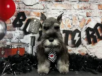 Earl of  Biscuitshire, a male Miniature Schnauzer for sale in Sarcoxie, MO – 6 of 7