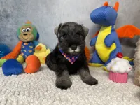 Earl of  Biscuitshire, a male Miniature Schnauzer for sale in Sarcoxie, MO – 5 of 6