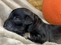 Greta , a female Miniature Schnauzer for sale in Sarcoxie, MO – 4 of 10