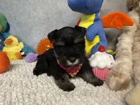 Duchess  Fluffington, a female Miniature Schnauzer for sale in Sarcoxie, MO – 10 of 10
