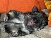 Liesel, a female Miniature Schnauzer for sale in Sarcoxie, MO – 2 of 10