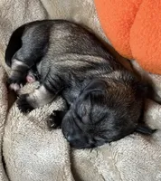 Otto, a male Miniature Schnauzer for sale in Sarcoxie, MO – 5 of 10
