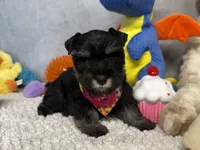 Duchess  Fluffington, a female Miniature Schnauzer for sale in Sarcoxie, MO – 3 of 10