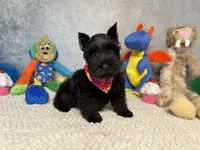 Lady Wigglebottom, a male Miniature Schnauzer for sale in Sarcoxie, MO – 6 of 7