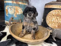 Shimmy, a female Poodle - Multi-Colored Standard for sale in Sarcoxie, MO – 8 of 8