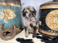 Disco, a male Poodle - Multi-Colored Standard for sale in Sarcoxie, MO – 1 of 8