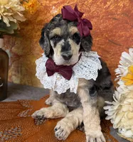Showstopper, a female Poodle - Standard  for sale in Sarcoxie, MO – 2 of 9